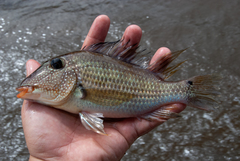 Satanoperca jurupari