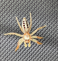 Thyene coccineovittata