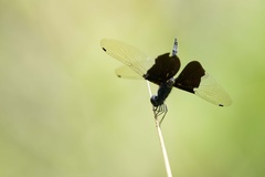 Rhyothemis triangularis