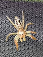 Thyene coccineovittata