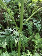 Pleurospermum uralense