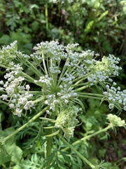 Pleurospermum uralense
