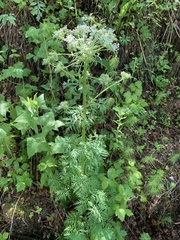 Pleurospermum uralense