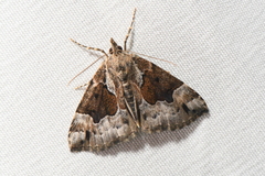 Hypena palparia