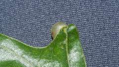 Amphibolips nubilipennis