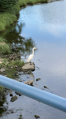 Ardea alba