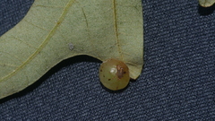 Amphibolips nubilipennis