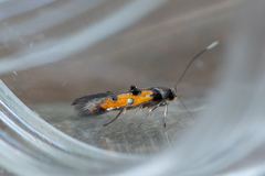 Chrysoclista linneella