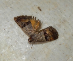 Ozarba megaplaga
