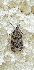 Scoparia pyralella