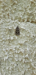 Scoparia pyralella