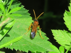 Tenthredo campestris