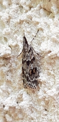 Scoparia pyralella