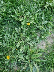 Capsella bursa-pastoris