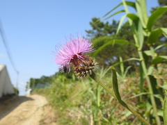 Cheirolophus sempervirens