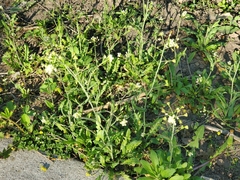 Capsella bursa-pastoris