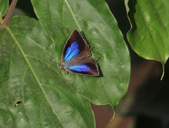 Arhopala amantes
