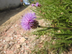 Cheirolophus sempervirens