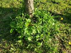 Capsella bursa-pastoris