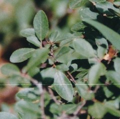 Rhamnus saxatilis