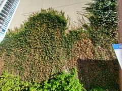 Capsella bursa-pastoris