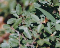 Rhamnus saxatilis