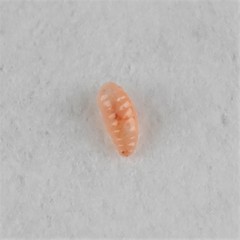 Harmandiola cavernosa