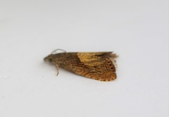 Dichrorampha bittana