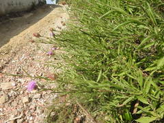 Cheirolophus sempervirens