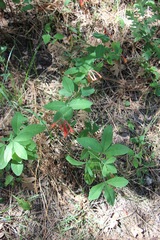 Lonicera arizonica