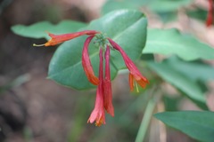 Lonicera arizonica