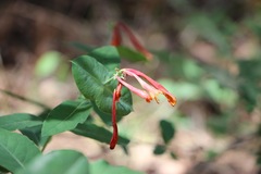 Lonicera arizonica