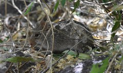 Sigmodon ochrognathus