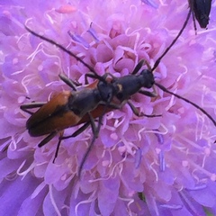 Anastrangalia dubia