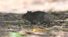 Sigmodon ochrognathus