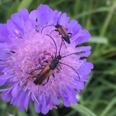 Anastrangalia dubia