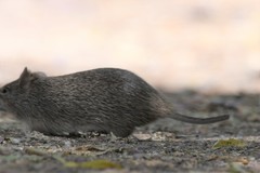 Sigmodon ochrognathus