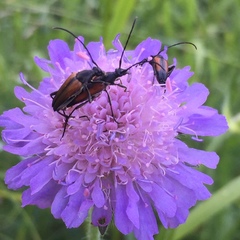 Anastrangalia dubia