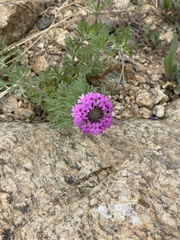 Glandularia chiricahensis