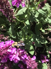 Insecta