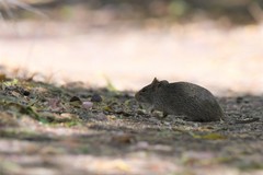 Sigmodon ochrognathus