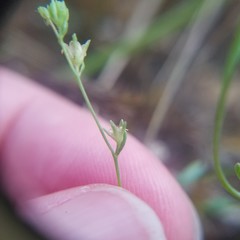 Mononeuria uniflora
