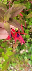 Fuchsia magellanica