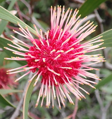 Hakea laurina