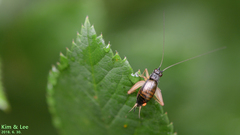 Trigonidium japonicum