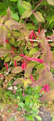 Fuchsia magellanica