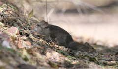 Sigmodon ochrognathus