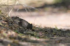 Sigmodon ochrognathus