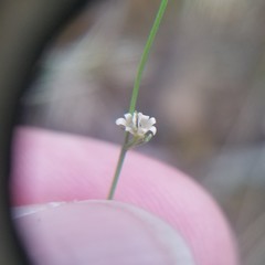Mononeuria uniflora