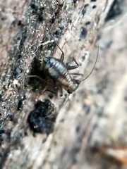 Bertkauia